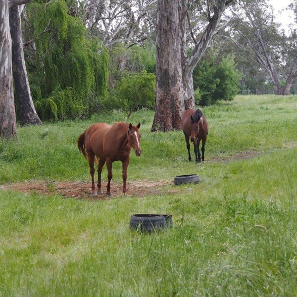 services-broodmare-600x600