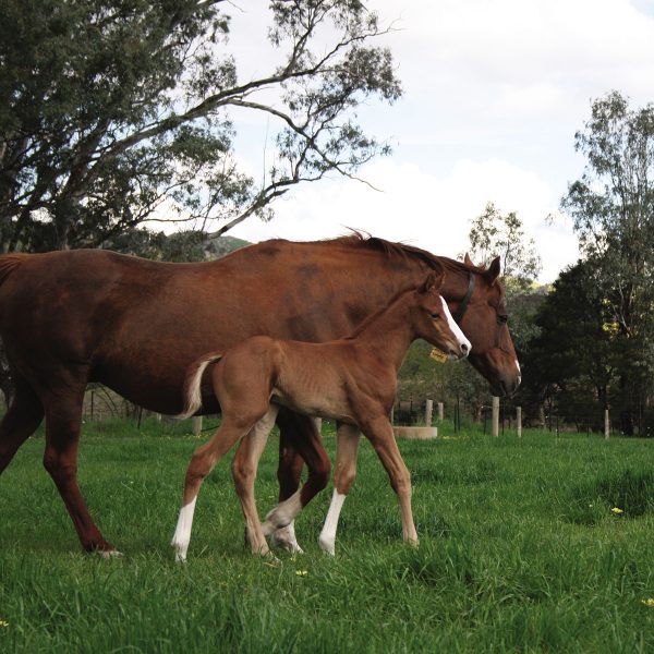 services-foaling-600x600